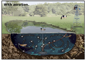 pond-aeration2.jpg